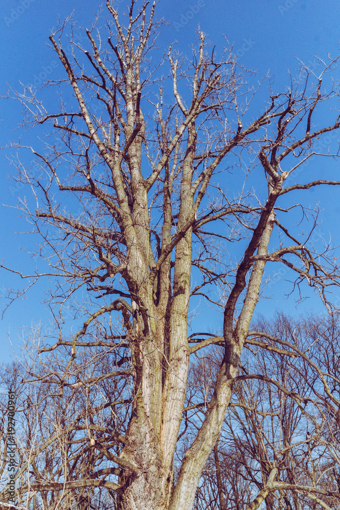 Old Tree In The Autumn On Blue Sky Background Old Tree In The Autumn On Blue Sky Background