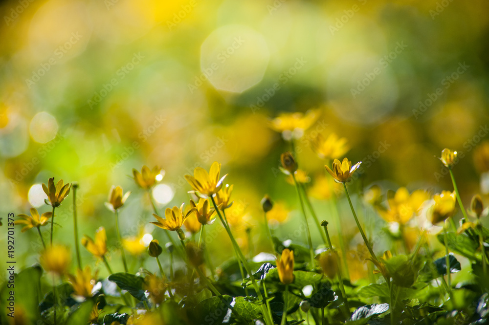 Fototapeta małe żółte kwiaty kwitnące wiosną w irlandzkim lesie