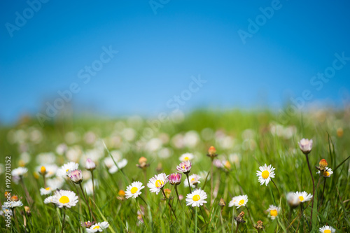 Selective focus on springtime meadow full of daisy flowers