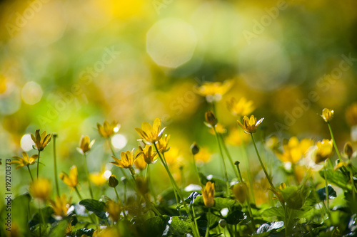 little Yellow flowers blooming in a Irish forest during spring time © Gabriel Cassan