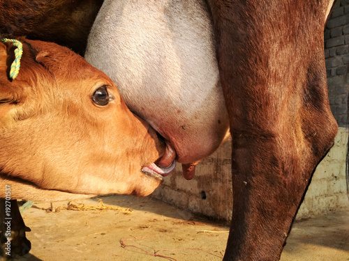 Newborn calf feeding off at mother