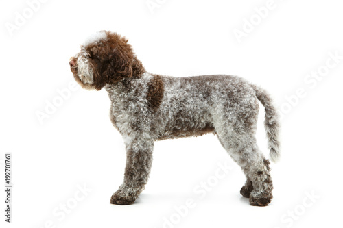 Fototapeta Naklejka Na Ścianę i Meble -  beautiful brown fluffy puppy