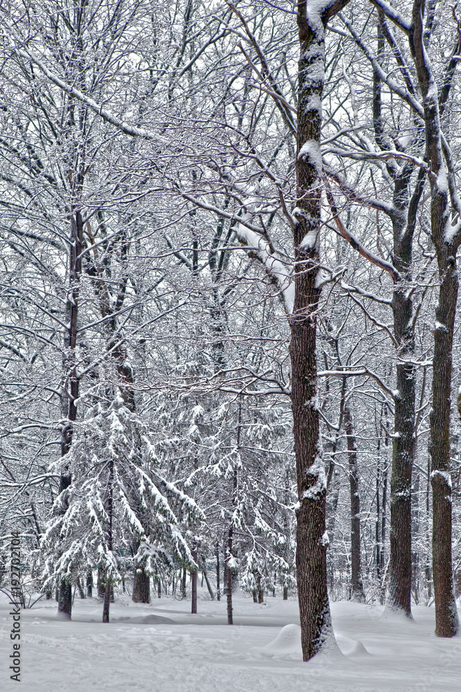 Fototapeta premium In the central park