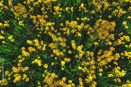 Spring grass with yellow colors, the top view