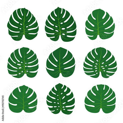 Set of monstera leaves isolated on white background. Vector illustration.