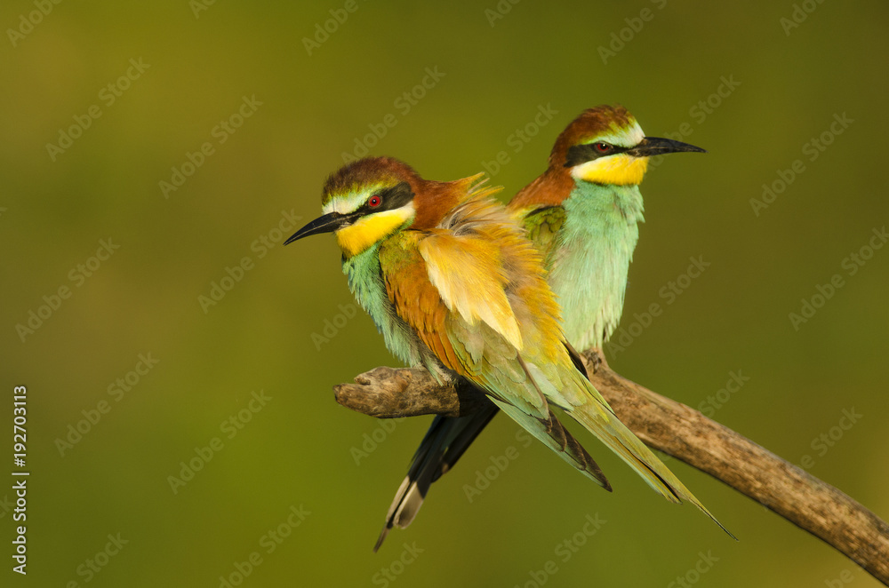 European bee-eater, Merops apiaster, colorful birds near their nesting hole, Slovakia European bee-eater, Merops apiaster, colorful birds near their nesting hole, Slovakia