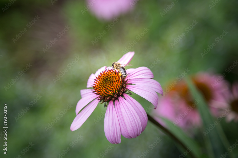 Biene auf Blume in Großaufnahme