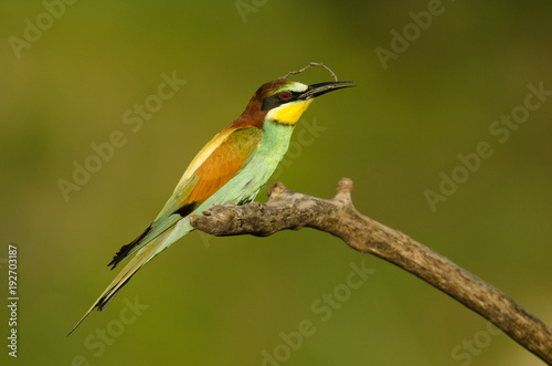 European bee-eater, Merops apiaster, colorful birds near their nesting hole, Slovakia