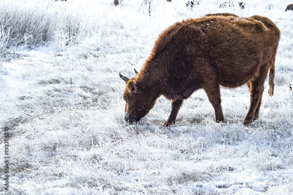 The Kalmyk breed cows on pasture. All vegetation covered with a thick layer of frost The Kalmyk breed cows on pasture. All vegetation covered with a thick layer of frost