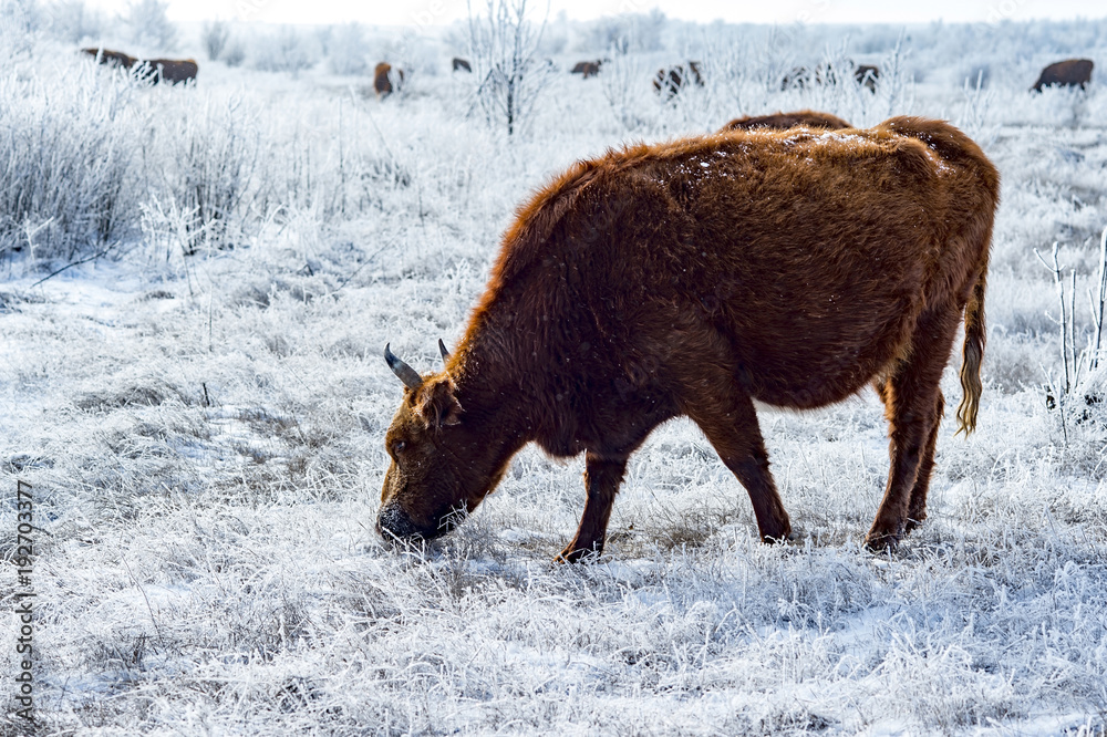 The Kalmyk breed cows on pasture. All vegetation covered with a thick layer of frost The Kalmyk breed cows on pasture. All vegetation covered with a thick layer of frost
