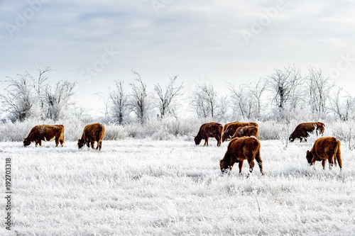 A herd of cows in the Kalmyk steppe in the winter. All vegetation covered with a thick layer of frost
