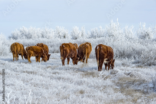 A herd of cows in the Kalmyk steppe in the winter. All vegetation covered with a thick layer of frost
