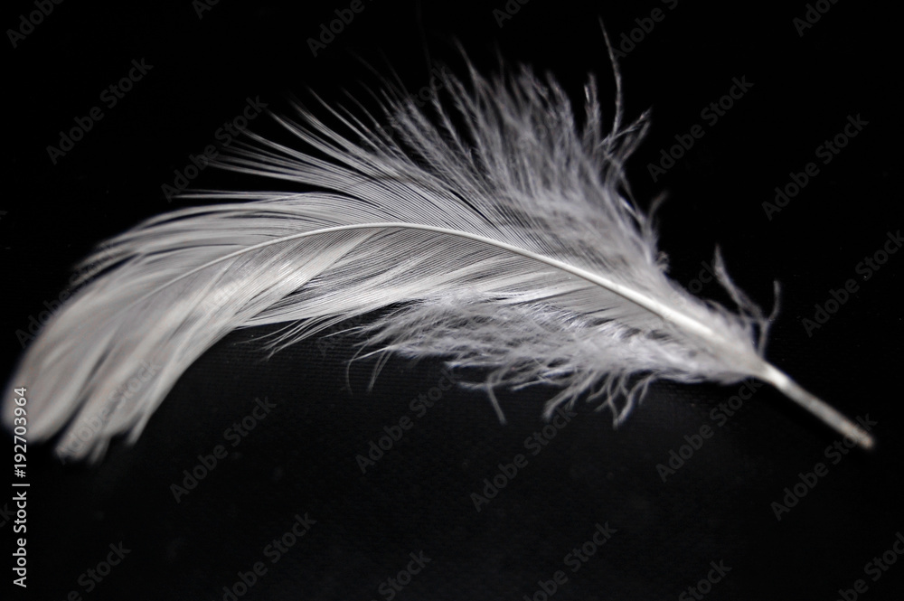 Obraz premium feathers