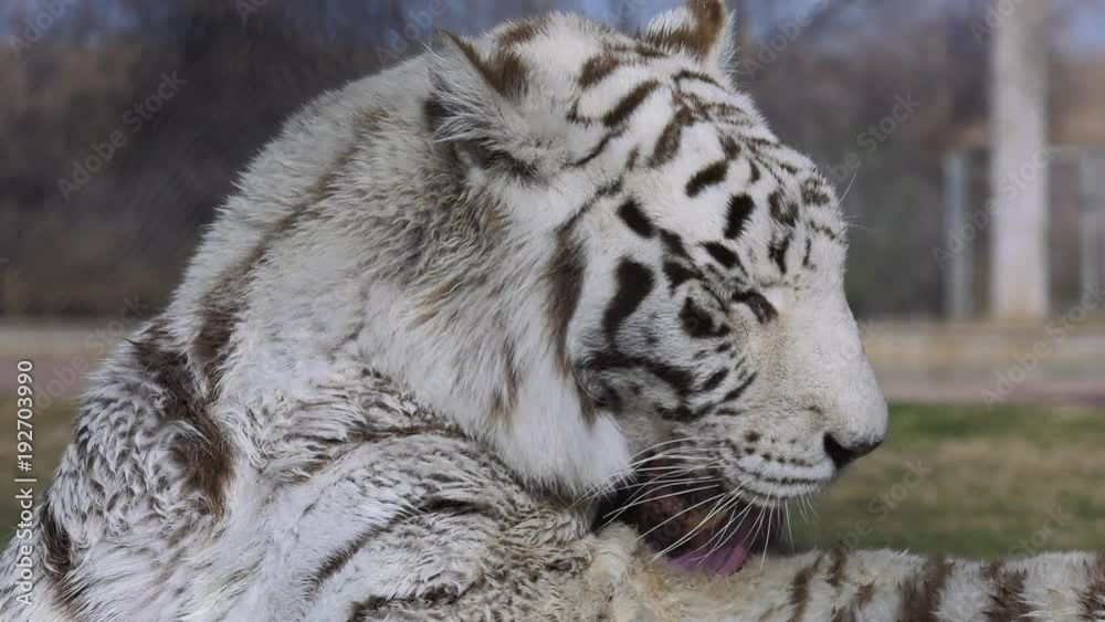 white tiger looks and licks itself slow motion white tiger looks and licks itself slow motion