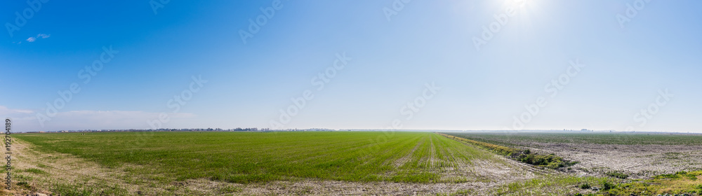 Fototapeta premium Sunset on the field