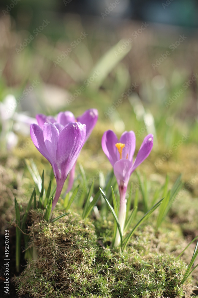 Szafran krokus Szafran krokus