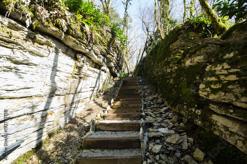 Stairs yew and boxwood Grove  in Sochi  Russia