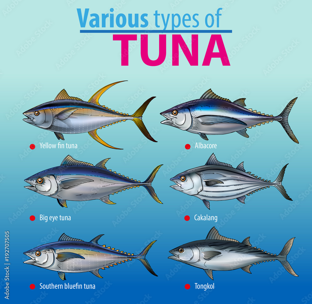 Vector illustration, various type of tuna fish Stock Vector