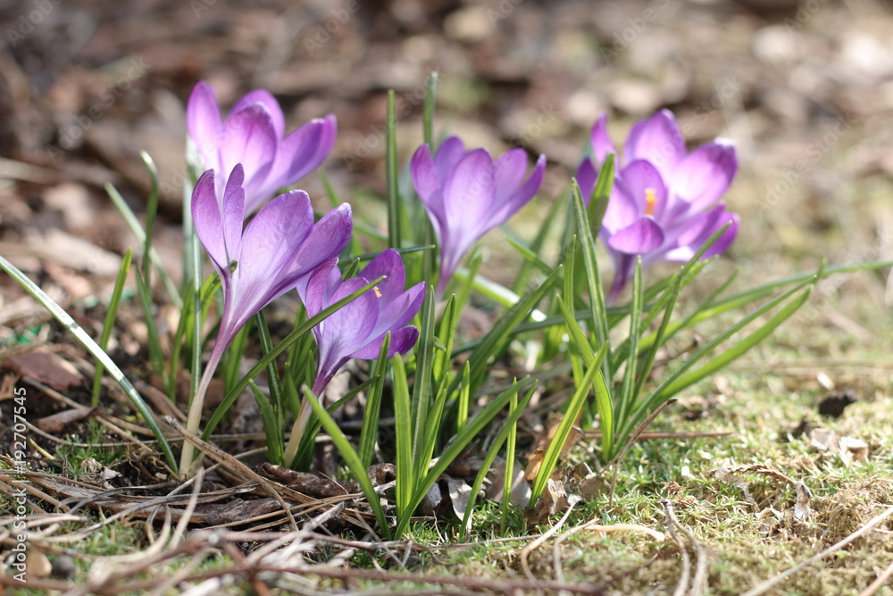Szafran krokus Szafran krokus