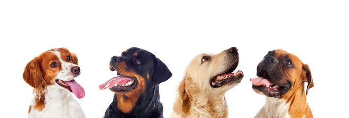 Dogs isolated on white background