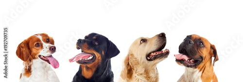 Dogs isolated on white background