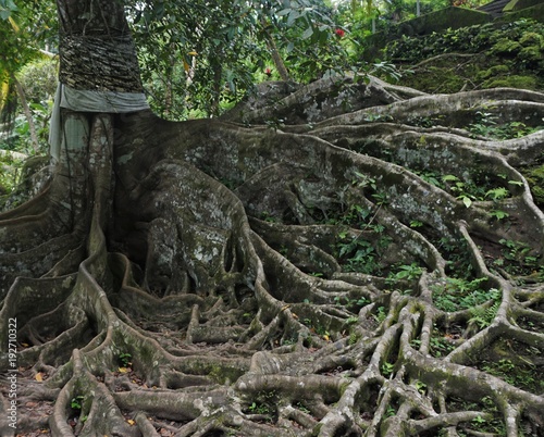 Long roots on old tree in Bali Indonesia