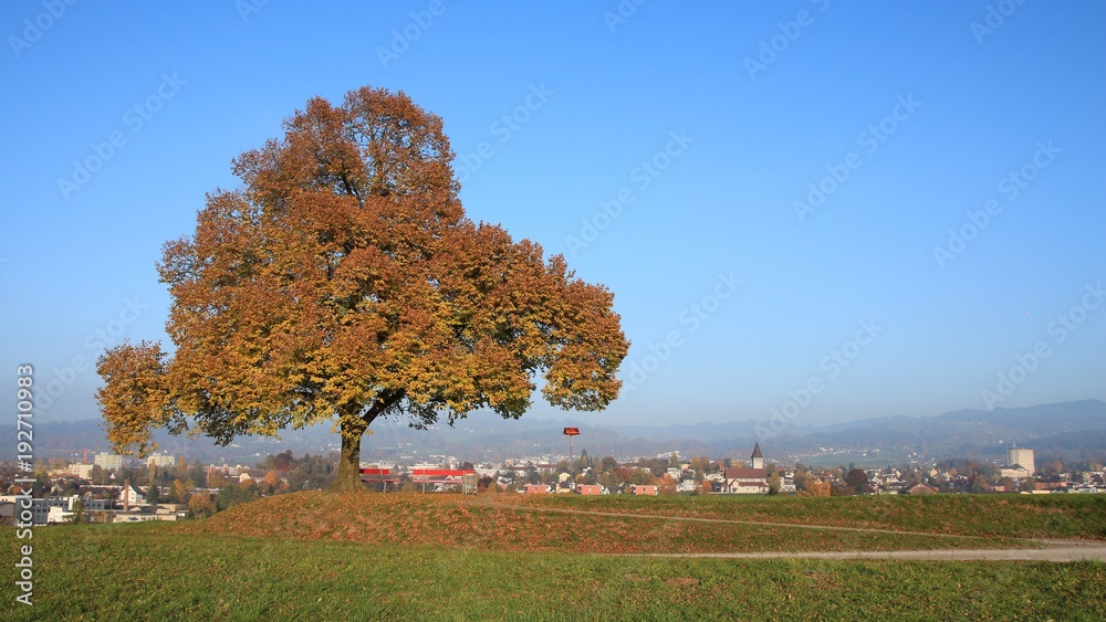 Golden tree on a hill in Wetzikon, Switzerland, Autumn scene.