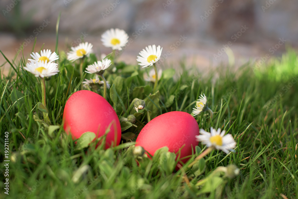 Red eggs and deisies Red eggs and deisies