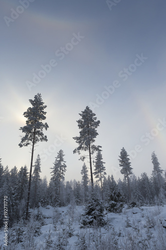 Wintry forest scene in Finland with halo effect during sunrise.