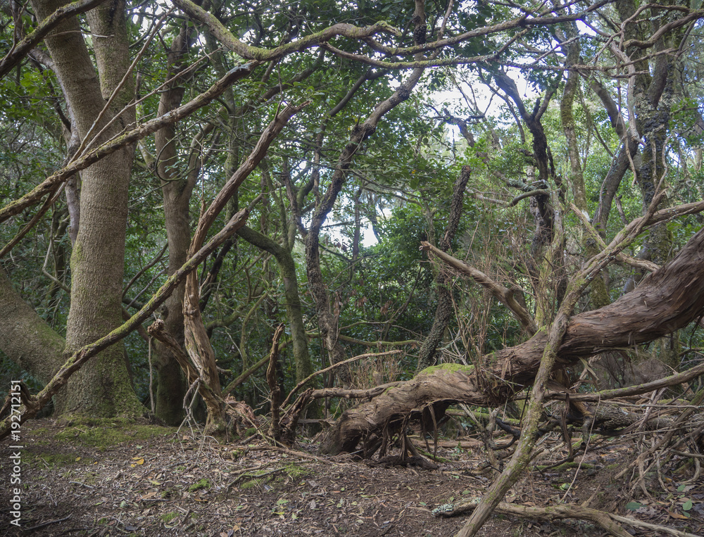 mystery primary Laurel forest Laurisilva rainforest with old mossed trees twisted roots in anaga mountain, tenerife canary island spain, natural background mystery primary Laurel forest Laurisilva rainforest with old mossed trees twisted roots in anaga mountain, tenerife canary island spain, natural background