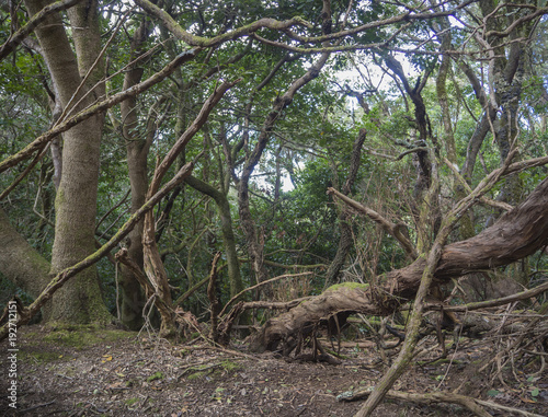 mystery primary Laurel forest Laurisilva rainforest with old mossed trees twisted roots in anaga mountain  tenerife canary island spain  natural background