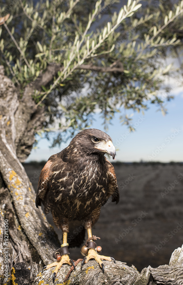 Fototapeta premium Eagle in wildlife