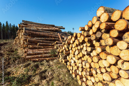 Depots for timber in the woods