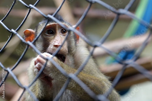 Canvas Print Monkey in captivity
