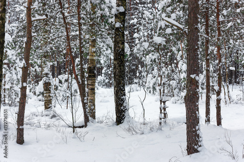 Landscape of a snow-covered winter forest. Snow-covered branches of spruce and birch, snow trails, winter nature. The forest sleeps under a white blanket of white snow.