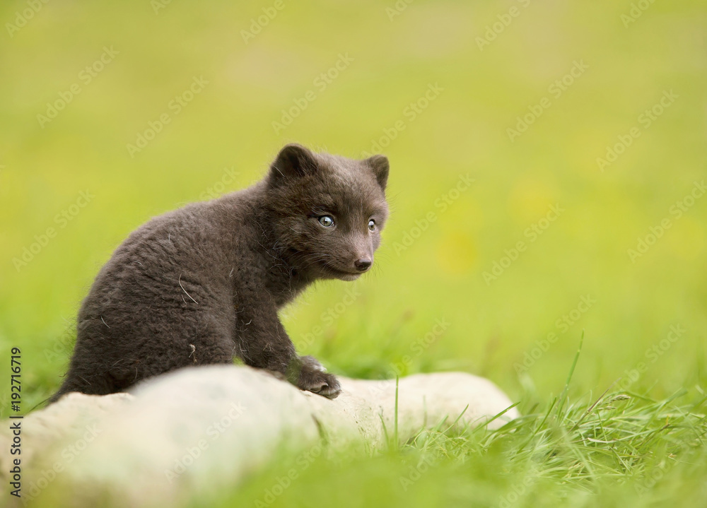 Arctic fox cub sitting on a log, Iceland. Arctic fox cub sitting on a log, Iceland.