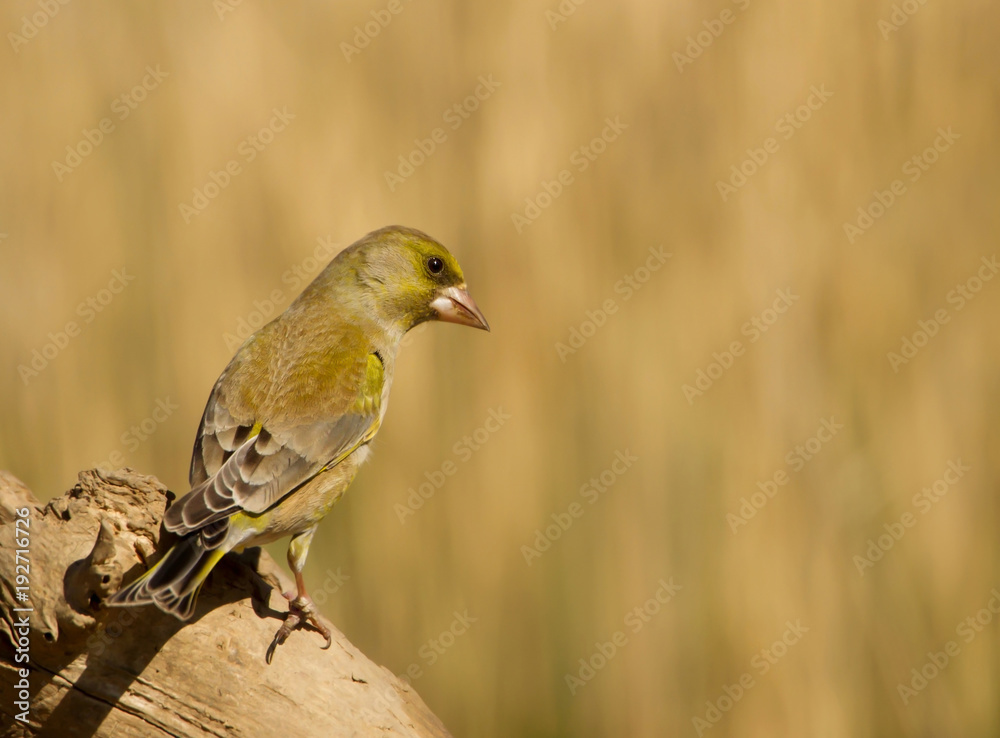 Close up of European greenfinch perched on a tree