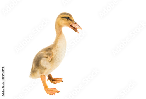 small geese isolated