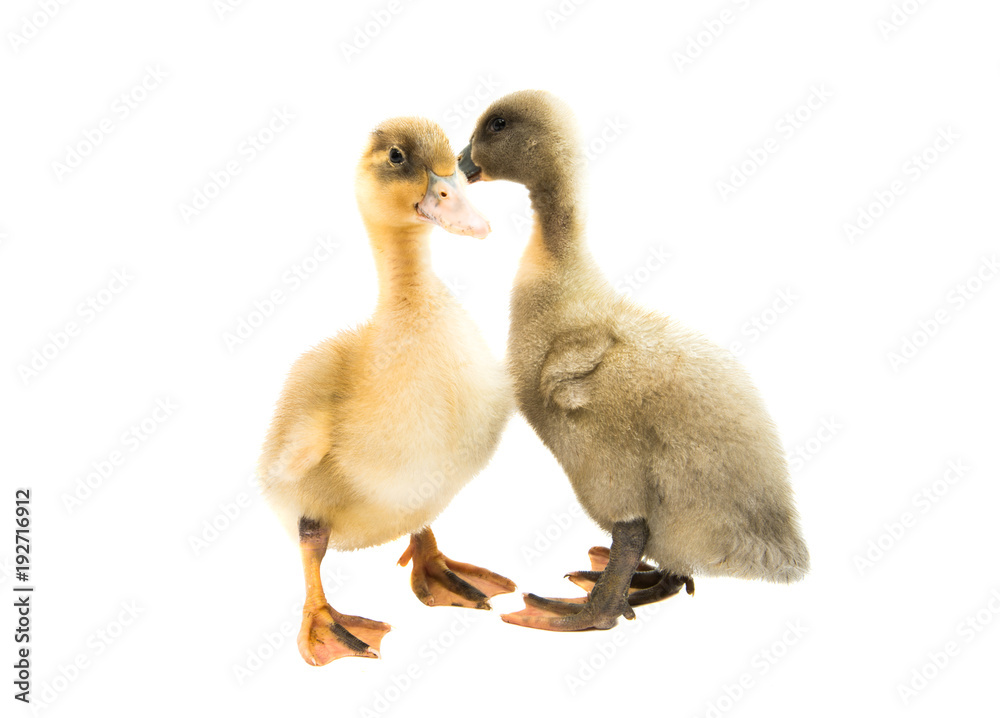 Fototapeta premium small geese isolated