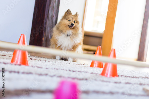 shetland sheepdog sits in front of a obstracle course at home photo