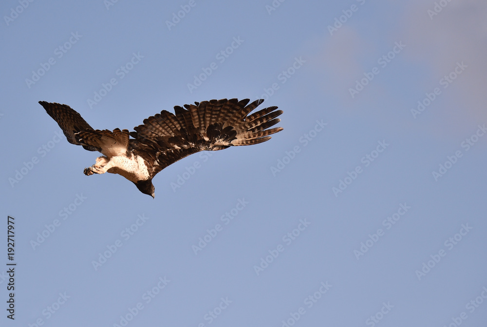 Obraz premium Kampfadler fliegt