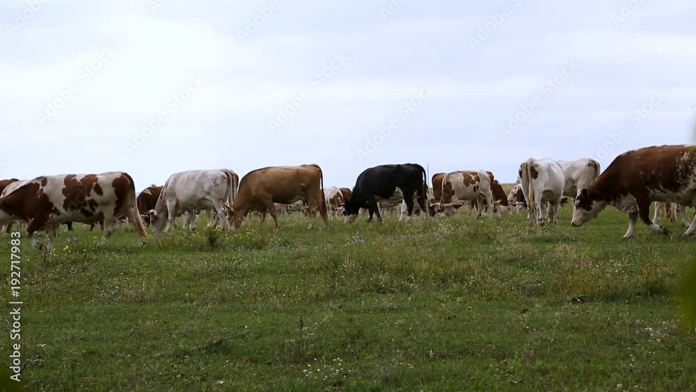 A large herd of cows grazes on a green field A large herd of cows grazes on a green field