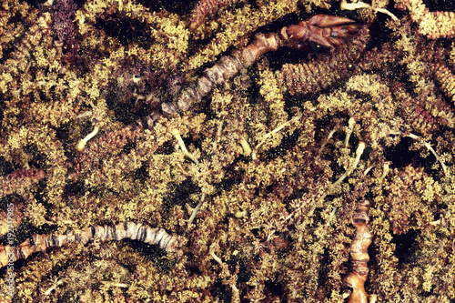 Lot of yellow poplar catkins and buds close-up background. Pile of rotten aments macro texture dark backdrop. Tree blossom, twigs and pollen in spring. Beautiful death concept