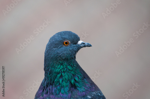 A portrait of a beautiful pigeon with bright colorful neck