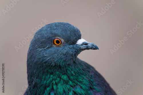 A portrait of a beautiful pigeon with bright colorful neck and orange eyes. Closeup portrait