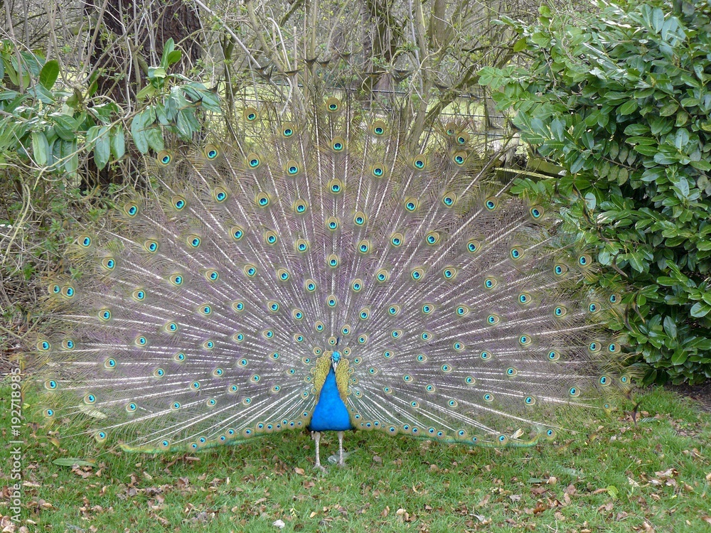 Obraz premium Peacock display 