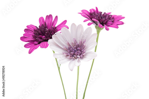 Fototapeta Naklejka Na Ścianę i Meble -  Osteosperumum Flower Daisy Isolated