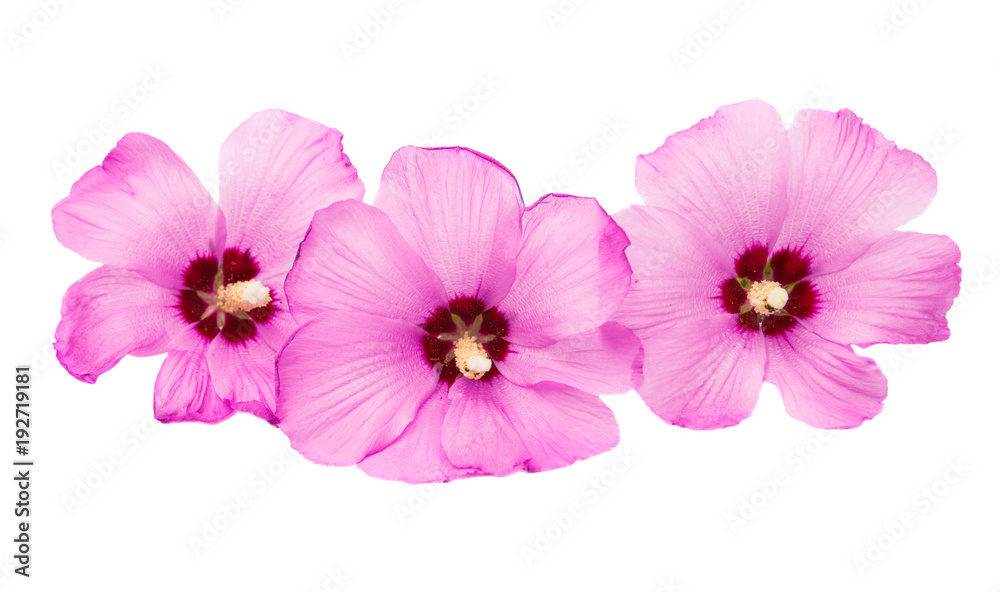 pink hibiscus isolated pink hibiscus isolated