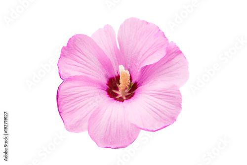 pink hibiscus isolated © ksena32