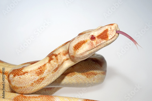 züngelne Boa (Boa constrictor) - red-tailed boa  photo